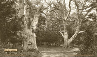 New Forest [Trees] - Southern Railway